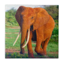 Search for african elephant tiles Elephants