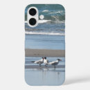 Search for terns Ocean