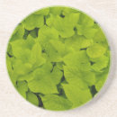Search for vine coasters Plant
