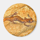 Search for salamanders magnets Animals