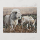 Search for south africa postcards African