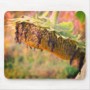 Search for sunflower seed electronics Botanical