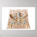 Search for anatomy joint posters Digitally generated image