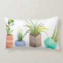 Search for succulent cushions Plants