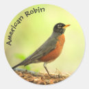 Search for thrush stickers Wildlife