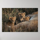 Search for african lion posters Cute animals