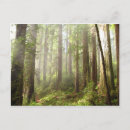 Search for redwood national park postcards Camping