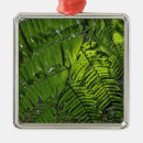 Search for fresh christmas tree decorations Nature