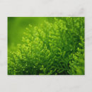 Search for spring background postcards Green