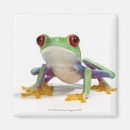 Search for frogs magnets Reptiles