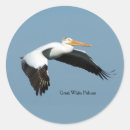 Search for pelicans stickers Nature