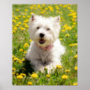 Search for west highland terrier posters Purebred dog