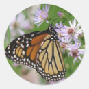 Search for aster stickers Nature