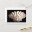 Search for scallops postcards Shell