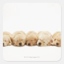 Search for retriever stickers Animal