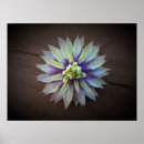 Search for clematis posters Nature