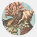 Search for conch stickers Coral reef