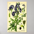 Search for vintage herb posters Flower
