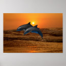 Search for dolphin sunset posters Nature