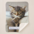 Search for kitten blankets Funny