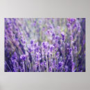 Search for lavendar posters Pretty