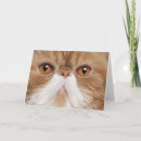 Search for exotic cards Cute