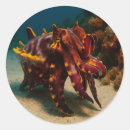 Search for creatures photography Marine life