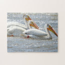 Search for pelican puzzles Photography