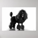 Search for black poodle posters Animals