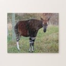 Search for okapi Congo