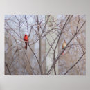 Search for female cardinal art Bird