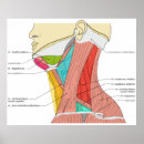 Search for anatomical posters Muscles