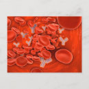 Search for circulatory system postcards Anatomy