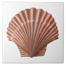 Search for scallop shell tiles Shells