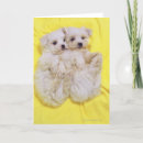 Search for looking at camera cards Cute