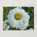 Search for summer rain postcards Floral