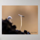 Search for monochrome photography posters Nature
