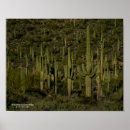 Search for cactus posters Southwest