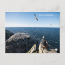 Search for gannet postcards Nature