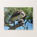 Search for fish hawk Raptor