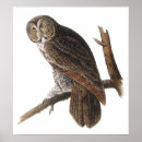 Search for great grey owl art Audubon