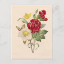 Search for hellebore postcards Botanical