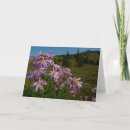 Search for aster flowers cards Nature