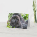 Search for mountain gorilla cards Wildlife