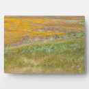 Search for field plaques Nature