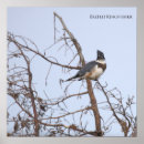 Search for birdwatchers posters Wildlife