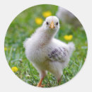 Search for chicken stickers Cute