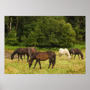 Search for grazing posters Grass
