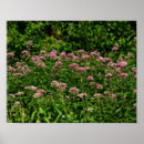 Search for weed posters Photography