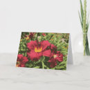Search for daylilies cards Yellow